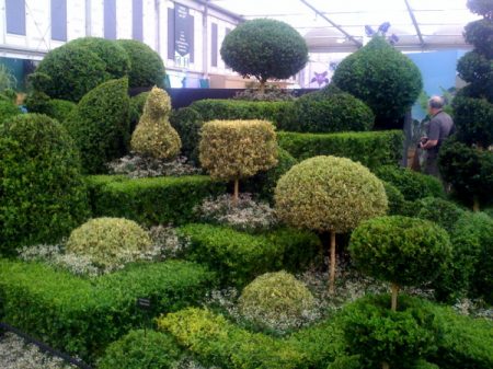 James Crebbin-Bailey's winning Chelsea topiary garden