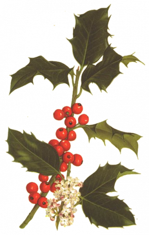 Holly illustration