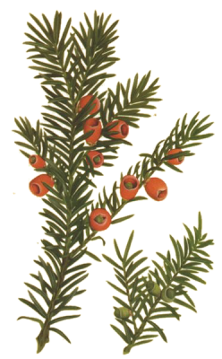 Yew illustration