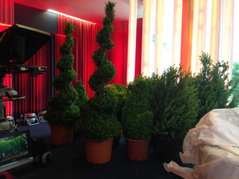 Topiary in the One Show Studio for their front garden topiary item