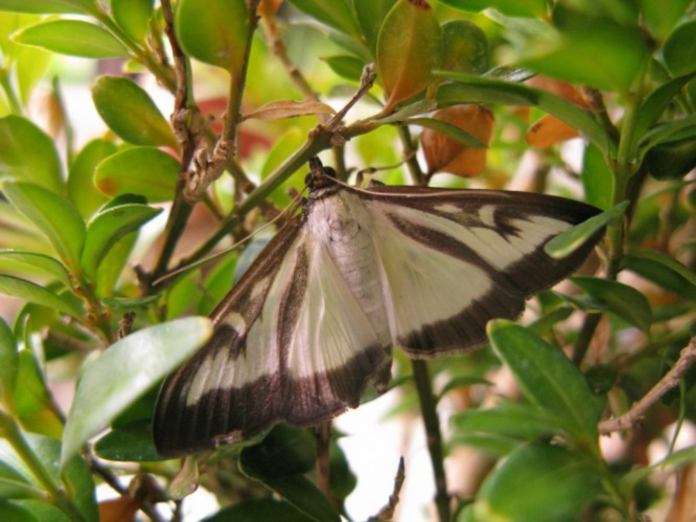 Box Tree Moth - Photo copyright Royal Horticultural Society