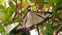 Box Tree Moth - Photo copyright Royal Horticultural Society
