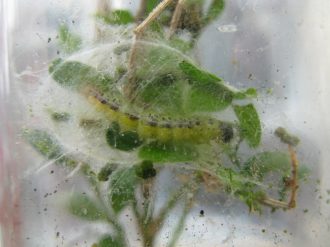 The box tree caterpillar Cydalima perspectalis - Photo copyright Royal Horticultural Society
