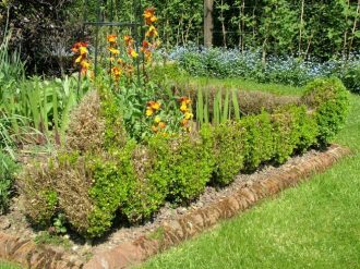 The effect of Box blight - Photo Copyright Royal Horticultural Society