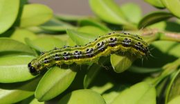 1200px Box Tree Moth caterpillar Cydalima perspectalis by Böhringer Friedrich Wikipedia