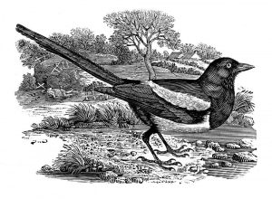 'The Magpie' an engraving by Thomas Bewick