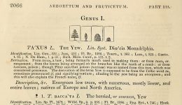 Arboretum et Fruticetum Britannicum page 2066 Vol IV-HL