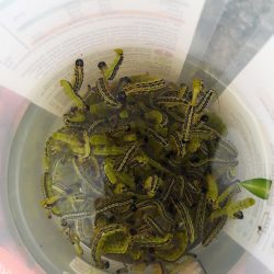Asian box moth caterpillars