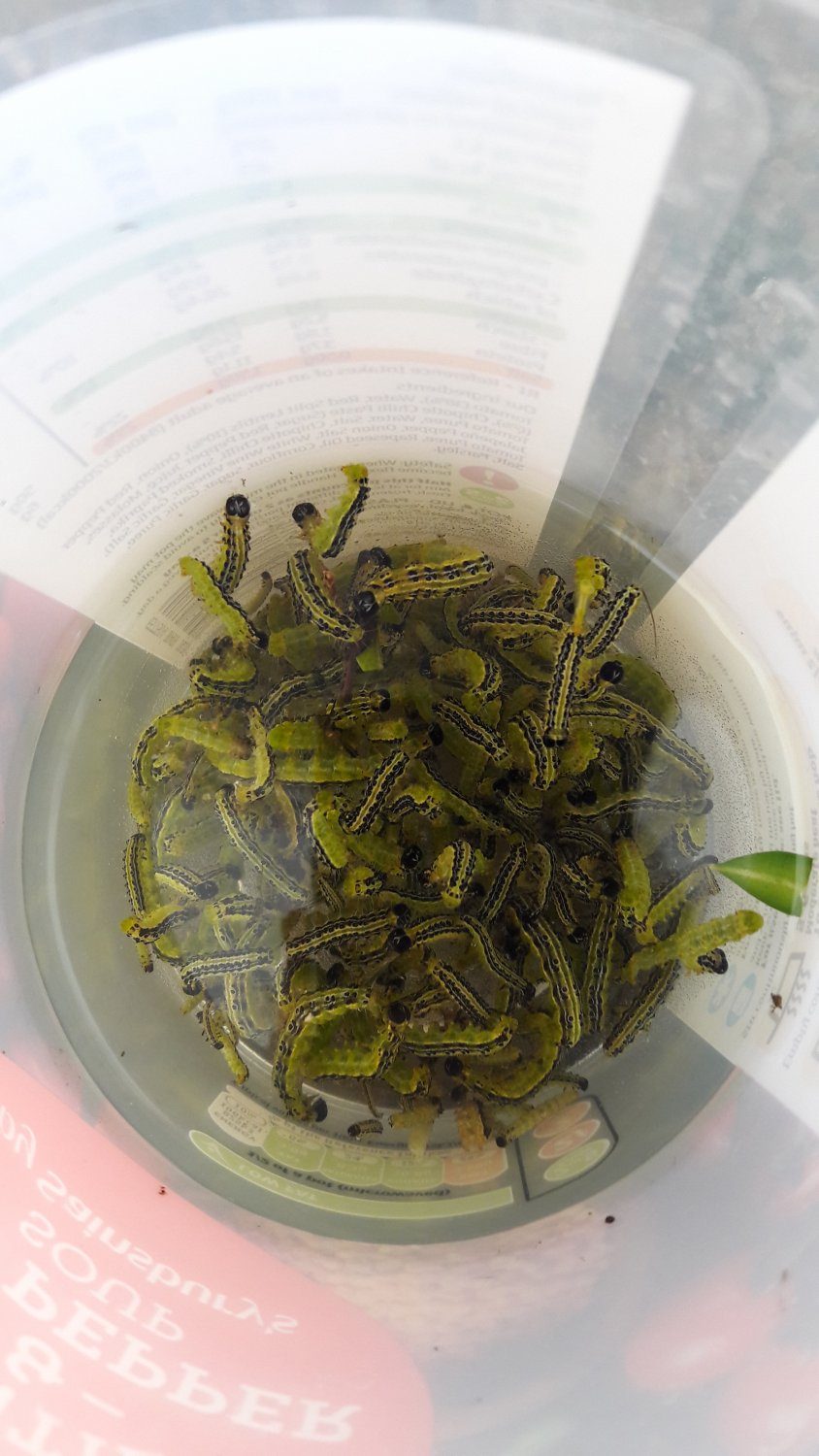 Asian box moth caterpillars – EBTS UK