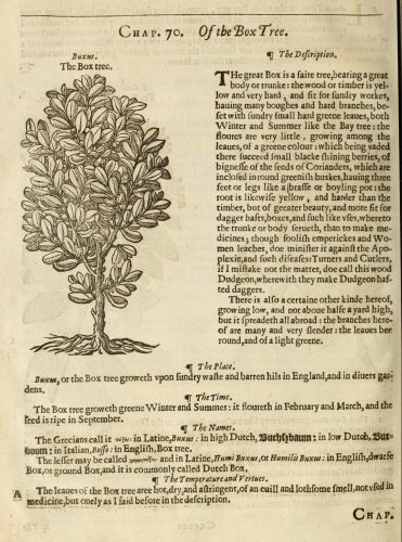 Page 1410 Box Tree entry in The Herball or Generall Historie of Plantes by John Gerard