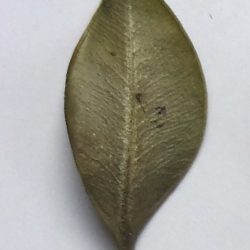 Leaf Back