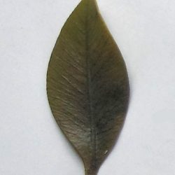 Leaf Front