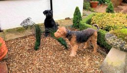 The Airedale Project 07 HL