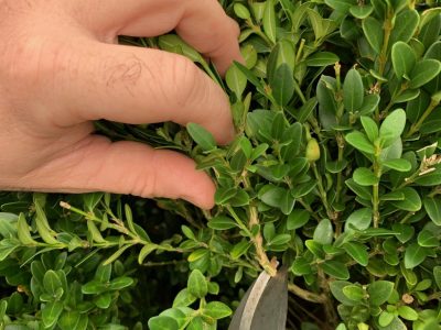 American Boxwood 2B late summer thinning close up