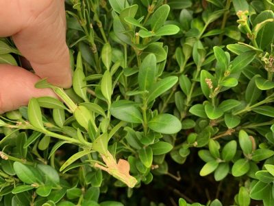American Boxwood 2C late summer thinning close up