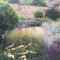 New garden with clipped Laurus nobilis.