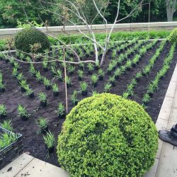 Box spheres and Hakonechloa planting
