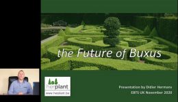 The future of Buxus HL