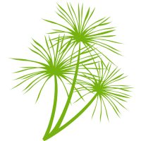 palm-logo-youtube-800-800.jpg