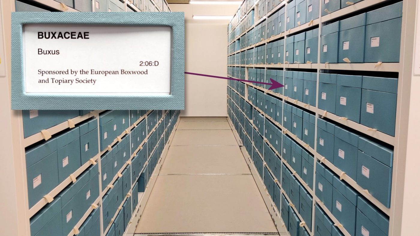 RHS Herbarium EBTS Buxus Boxes HL