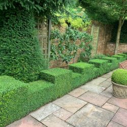 Castellated box hedges