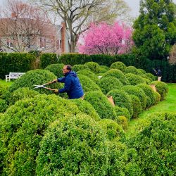 Boxwood Hand Shearing Early Spring