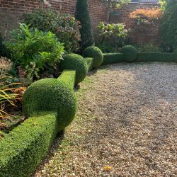 Curving box hedges interspersed with balls