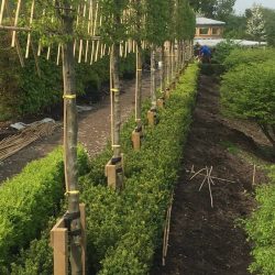 Pleached Hornbeam and Box hedging