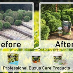 TOPBUXUS Product Results
