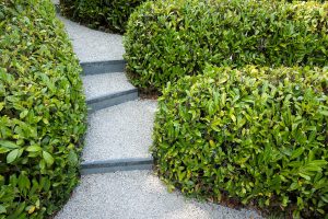 Graduated steps and neatly clipped laurel hedges inside the maze at Glendurgan Gardens, Cornwall