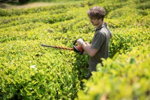 Gardener trimming the maze hedges at Glendurgan Garden, Cornwall