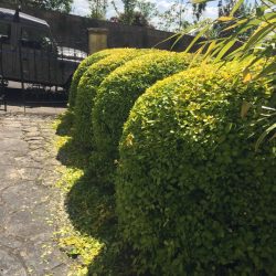 Clipping a clients straight hedge into a more interesting shape.