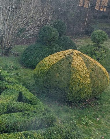 A 'pudding' showing different green's in the yew