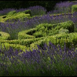 Stanhoe Hall, Norfolk, Box and Lavender Parterre garden