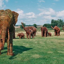 Willow Elephants for Elephant Family Charity