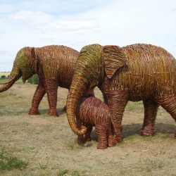 Willow Elephants For The Smithsonian