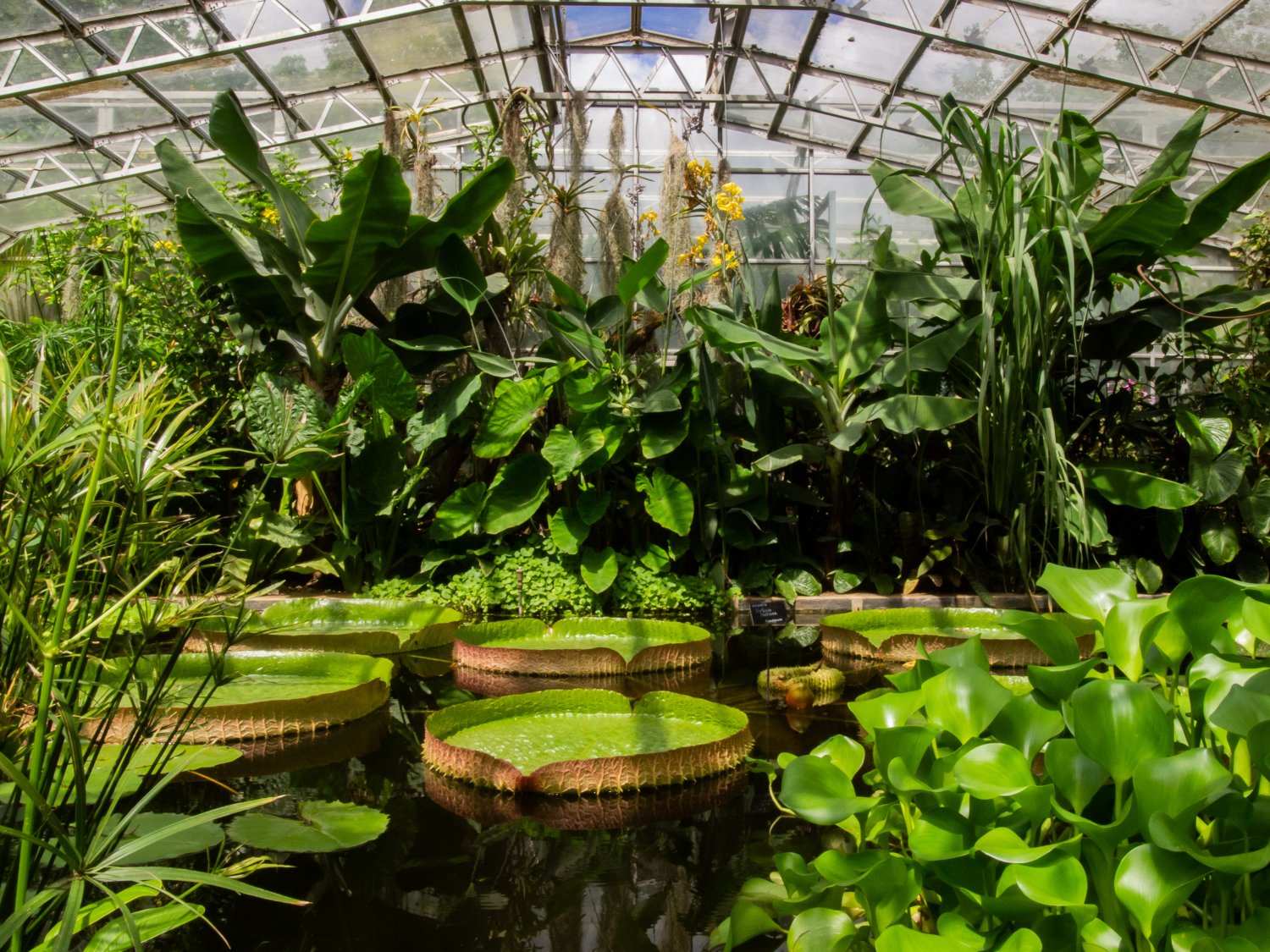 Water Lily house - Photo by Oxford Botanic Garden