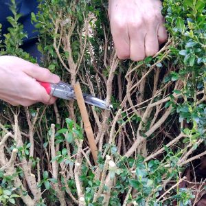 Renovation pruning a box hedge
