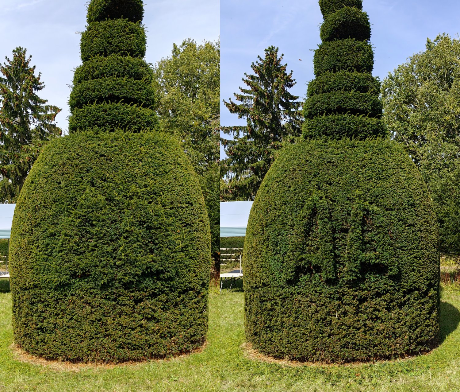 Starting to restore the AA logo on another of the yew trees
