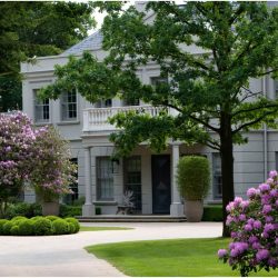 New Rhododendron, Oak tree and Box drive