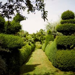 Hedges & Shapes