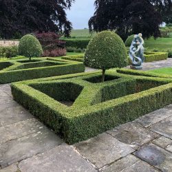 Box & Lonicera topiary