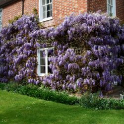 Wisteria Pruning