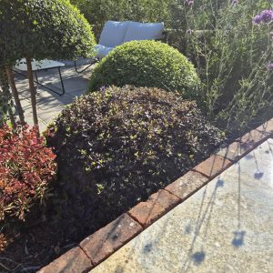 Pittosporum