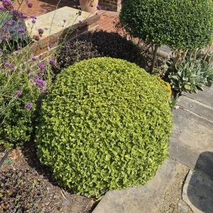 Pittosporum tenuifolium