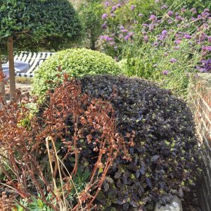 Pittosporum